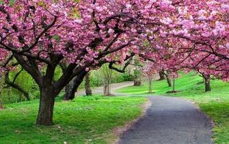 Spring Screen Wallpaper