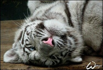 Cute White Tiger Cubs Wallpaper Image Pictures Becuo
