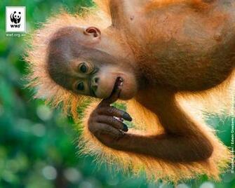 Pin Baby Orangutan Wallpaper