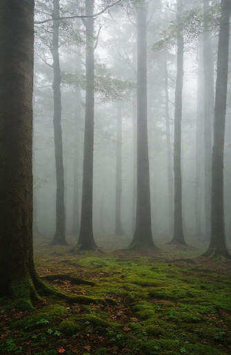 Foggy Forest Wallpaper