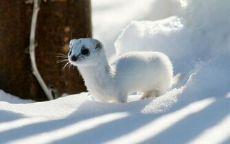 Curious Ferret Wallpaper