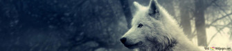 White Wolf 4k Wallpaper