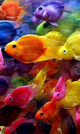 Fish Aquarium Live Wallpaper For Android By Bittu Boss