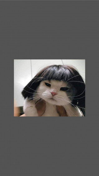 Cat Meme Wallpaper