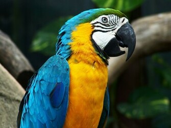 Trouble In The Border Provinces Knightly Orders Parrots Of Doom