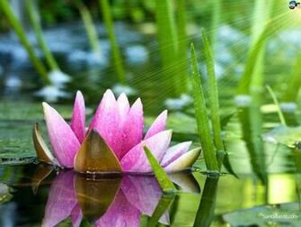 Lotus HD Wallpaper