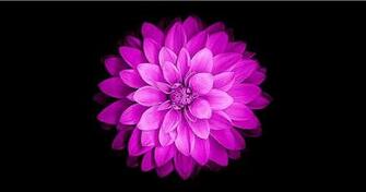 Ios Flower Wallpaper Hi Resolution Best Jpg