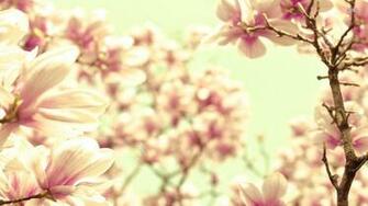 Magnolia Flower Wallpaper