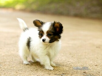 Papillon Puppy Dog Wallpaper No