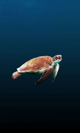 Cute Turtle Wallpaper