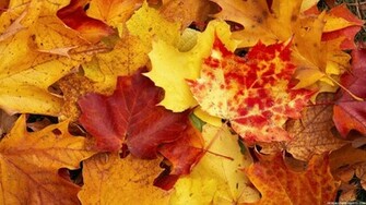 Fall Wallpaper Pictures HD