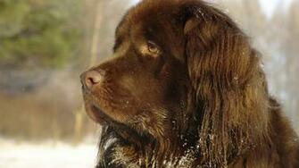 Wallpaper Dog Big Brown Good Full HD 1080p Background