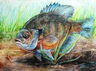Bluegill By Cooooookies