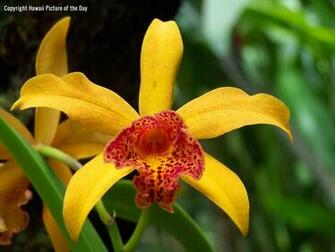 Yellow Orchid Big Island Hawaii Pictures
