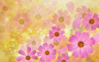 Cosmos Flowers Wallpaper High Quality Desktop