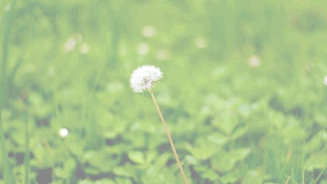 Animation Nature Cinemagraph Flower Wallpaper