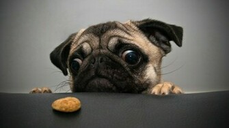 Crazy Pug Wallpaper HD