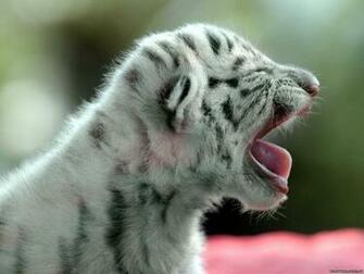 White Tiger Baby Wallpaper