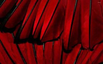 Red Feathers Wallpaper Photography