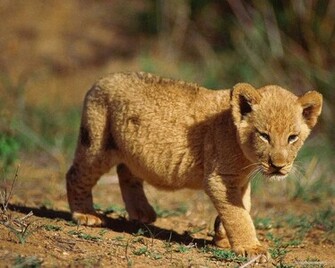 Lion Wallpaper