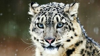 Snow Leopard HD Wallpaper FullHDwpp Full