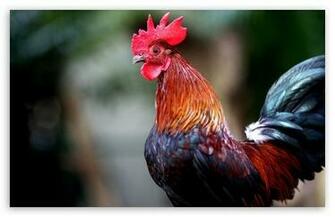 Rooster HD Desktop Wallpaper Widescreen High Definition