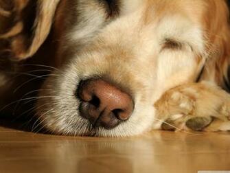 Lazy Day Ultra HD Desktop Background Wallpaper For 4k UHD Tv