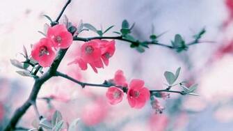 Cute Spring Wallpaper HD Flower Background
