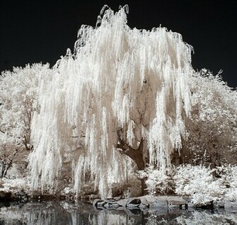 Willow Tree Wallpaper