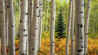 Aspen Tree Wallpaper Image