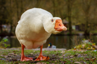 Animal Goose HD Wallpaper