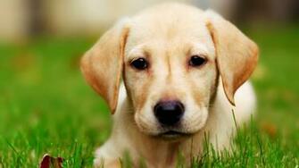 Dog Wallpaper HD Pretty Photos