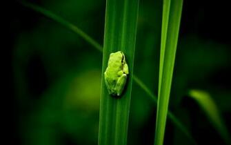 Of A Green Frog On Leaf HD Frogs Wallpaper Background