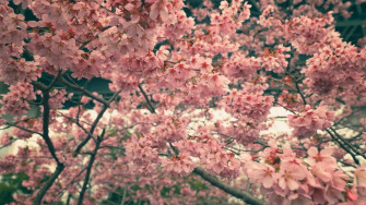 In Pics Blooming Cherry Blossoms Around The World