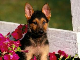 Animals Dogs Pink Flowers Normal