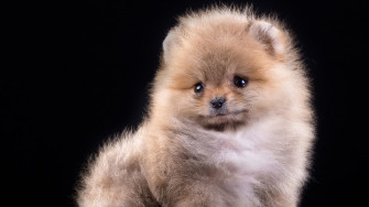 Top Pomeranian Wallpaper