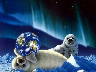 Related Wallpaper Animals Seals Seal