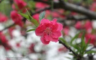 Pin Peach Blossoms Wallpaper Flower