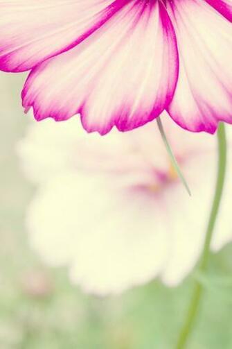 Flowers Simply Beautiful iPhone Wallpaper