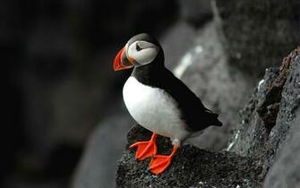 Nature Birds Wildlife Puffin Depth Of Field Seabird