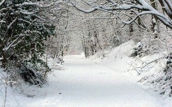 Snowy Forest Wallpaper Nature