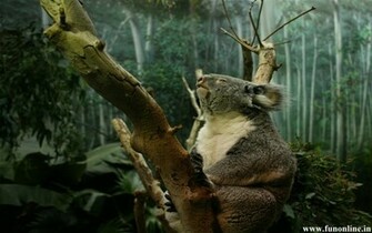 Koala Wallpaper Cute And Pretty Koalas HD
