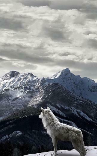 Wolf Live Wallpaper Android Apps On Google Play