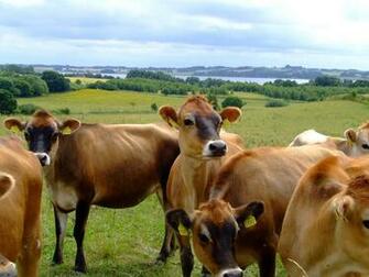 Awesome Farm Animals Wallpaper Full HD Pictures
