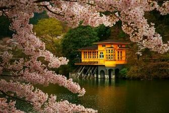 Cherry Blossom Trees Spring Lake Flowers Japan Nature