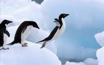 Adelie Penguin Wallpaper Gallery