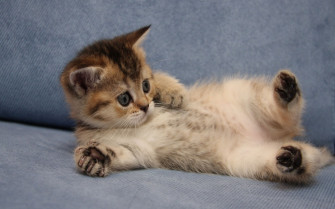 Cute Kitten Wallpaper