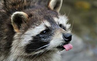 Raccoon Wallpaper