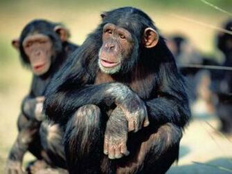 Animals Screensaver By Maxysoft S Screensavers Wild Life Slide