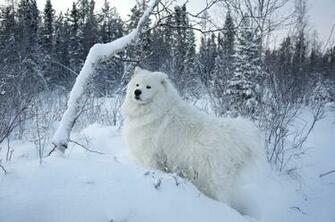 Samoyed HD Wallpaper Background Image